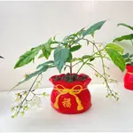 ｛英宏｝白玉蝶3吋垂茉莉 白玉蝴蝶 花期長 開花植物