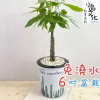 在飛比找蝦皮商城優惠-【小品文化】馬拉巴栗辮子【現貨】6吋杯子免澆水盆栽 發財樹 