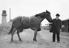 Black Gammon A Racehorse With A Horseman Holding Its Bridle Stand - Old Photo