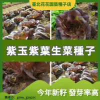 在飛比找蝦皮購物優惠-紫玉紫葉生菜種子 農田菜園可盆栽圓葉肉厚紫綠色咖啡菜 蔬菜種