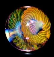 RYAN WHITMORE GLASS MARBLE/1.166"-SPINNING PLATES-TANGERINE,GOLDENROD,BUTTERNUT+