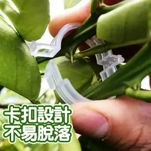 植物固定夾 固定器 枝條夾 園藝夾 園藝造景 快速卡扣 園藝用品 植物夾 菜園蔬菜種植 植物枝條固定 藤蔓固定夾