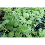 茂豐~盆栽    奧勒岡  OREGANO  牛至  披薩草   五吋$120