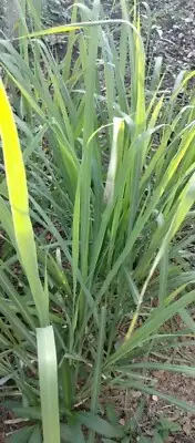 Lemon Grass dry 100g