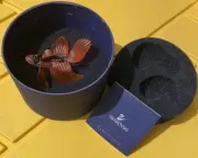 NEW SWAROVSKI SIAMESE FIGHTING FISH RED 660941 BOXED W/ COA RETIRED NIB RARE