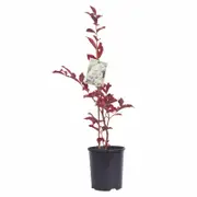 140mm Crepe Myrtle Natchez - Lagerstroemia indica