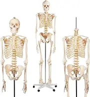 Bergmann Human Skeleton Model - 180cm Life Size Skeleton w Spinal Nerves - Accurate Skeletal - Rolling Stand, Dust Cover - Anatomy Skeleton Medical - Articulated Skeleton Bone Model (180cm w Nerves)