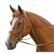 Exselle Elite Traditional Fox Hunt Bridle