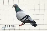Pigeon/Seagull bird exclusion netting - 50mm sq Mesh - 20m x 10m