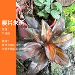 5吋 髮片朱蕉 朱蕉 斑葉 綠植 植物 樹 IG 網紅 觀葉植物 網紅植物 室內植物 空氣淨化 陽台植物 高級植物