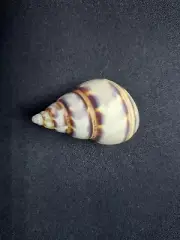 #1964 Liguus Fasciatus Floridanus 43.8mm land snail shell
