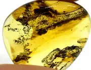 Amber Piece With Insect Bug Inclusion Fossil Natural Baltic Amber Bead 2,5g 4210