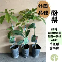 在飛比找蝦皮購物優惠-［農夫世家］酪梨 專業嫁接苗 挑戰價格 國外品種 綠得 露拉