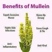 Mullein Leaf Detox