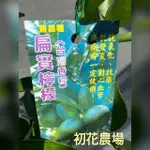 初花農場|扁食檸檬|果樹|6吋盆|扦插苗----定價240特價220