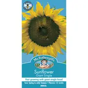 Mr Fothergill's Sunflower Giant Single Seeds