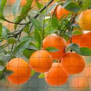 Anti Bird Netting Pond Net Protection Tree Crops Plants Fruits Garden Mesh
