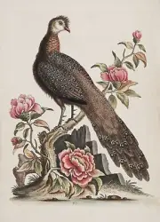 George Edwards : "Peacock Pheasant from China" (c.1747) — Giclee Fine Art Print