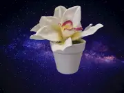 Cymbidium orchid table favor or decoration
