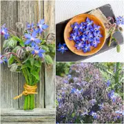 Borage seeds