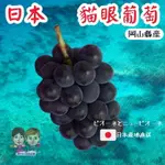 【緁迪水果JDFRUIT】空運日本岡山極品貓眼葡萄 單房禮盒裝 ⭐ L 緁迪水果