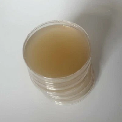 Malt Extract Agar MEA Plates for Mushroom Cultivation