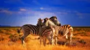 Beautiful Colorful Animals Zebras Abstract home decor Art Painting Canvas