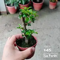 在飛比找蝦皮購物優惠-【La Forêt 植物專賣】胡椒木 / 鰭山椒 / 3吋盆