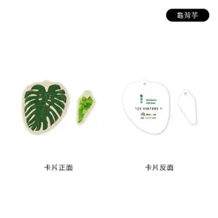 【iPASS 一卡通】種籽設計《龜背芋》造型一卡通 代銷(室內植物)