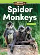 Amazing Animals Spider Monkeys - Place Value