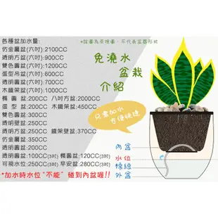 【現貨】【小品文化】黃翠斑常春藤 4吋透明懶人盆栽 簡單種植 觀葉植物 室內植物 空氣淨化 創意花盆 居家辦公盆花