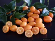 Dwarf Kumquat Nagami Tree - Fortunella margarita