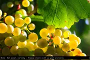 Buy Grape Gordo Blanco Vine Plants in Australia (Vitis vinifera)