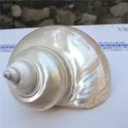 Natural Turban Shells Conch Coral Sea Snail Home Ornament Fish Tank Decoration-