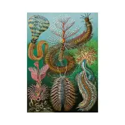 Ernst Haeckel, Chaetopoda, 1904, Pearl Photo Paper, A2 Size