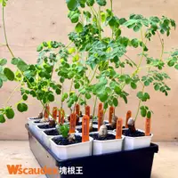 在飛比找蝦皮購物優惠-塊根 多肉植物 Moringa oleifera 辣木