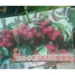 花田厝_水果苗小學生紅毛丹191(嫁接苗)--極薄皮--果肉厚種子小 4吋盆 40-50公分