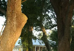 胡曼斯豪斯種植園花園