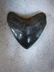 HIGH QUALITY SYMMETRICAL FOSSILISED MEGALODON SHARK TOOTH