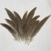 TEN 4”-8” Wild Genuine Pheasant Tail Feathers, Hats Costumes Fly Tying USA