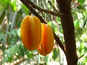 Buy Carambola Starfruit Arkin Fruit Tree - Averrhoa carambola