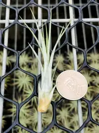 在飛比找Yahoo!奇摩拍賣優惠-綠房子空氣鳳梨 阿比達 X小狐尾（小） Tillandsia