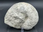 HUGE 7” Texas Fossil Nautiloid Ammonite, Cymatoceras Sp, Grayson Formation! 6 Lb