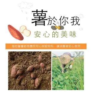 【五桔國際】蜜蕃薯250g/袋