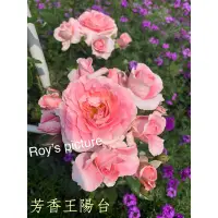 在飛比找蝦皮購物優惠-玫瑰枝條 玫瑰花枝條💖（賣場4-4）伊芙玫瑰、大輪矮種玫瑰 