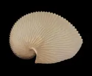 Sea shells Argonauta argo 181.4mm.Aquarium Decoration Products