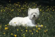 West Highland Terrier Floor Mat