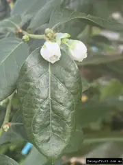 Buy Gimme 5 Blueberry plant in Australia - Vaccinium hybrid