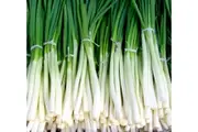 SHALLOT / BUNCHING ONION 'Ishikura Improved' seeds