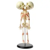 在飛比找蝦皮商城精選優惠-Love* 37cm 人體雙頭嬰兒頭骨骨骨骼解剖大腦展示學習